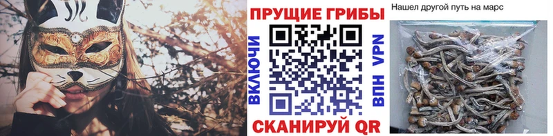 купить наркотики цена  Черняховск  Галлюциногенные грибы Cubensis 